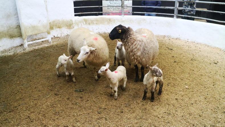 Camera at the Mart: ewes with lambs at foot hit €320 in Tullow - Vimarsana News
