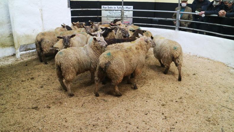 Sheep Trends: factories inflict cuts of up to 40c/kg - Vimarsana News