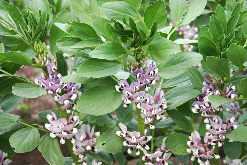 Caprice and Victus shake up spring beans recommended list - Vimarsana News