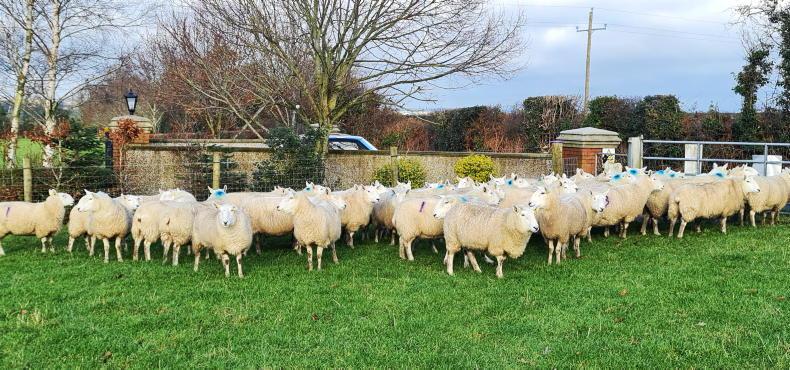 Tullow flock clearance sale offers quality Cheviots carrying Suffolk lambs - Vimarsana News
