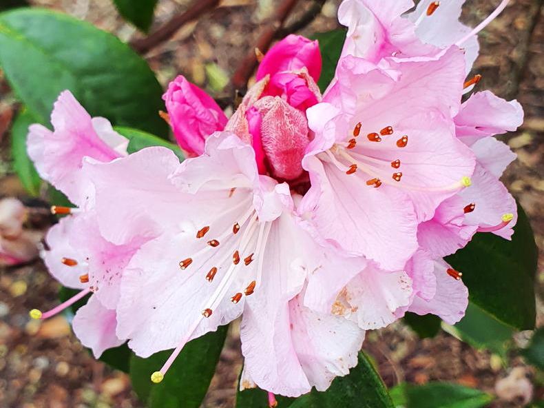 In the Garden with Gerry Daly: early rhododendrons