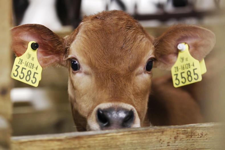 Beef Management: dairy calf prices and calving webinar - Vimarsana News