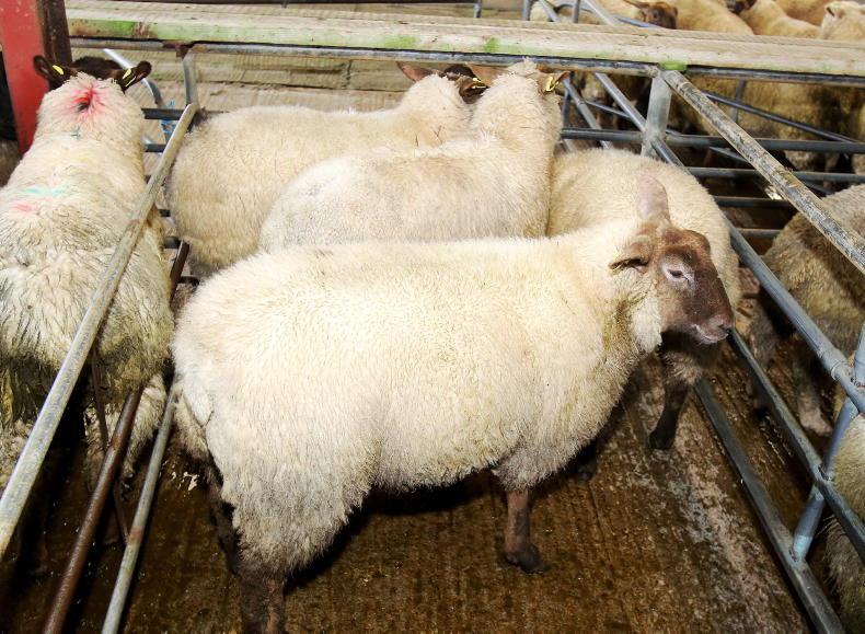 Sheep trade rebounding as prices rise 10c/kg to 20c/kg - Vimarsana News