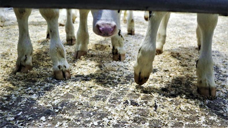 Calf numbers on the rise in Bandon - Vimarsana News