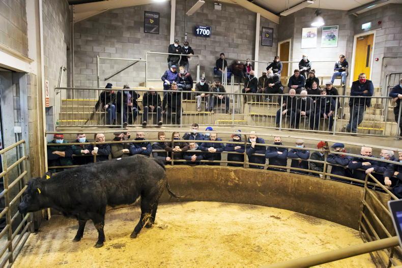 Heifers and cows exceed €3,000 at Carnew Mart