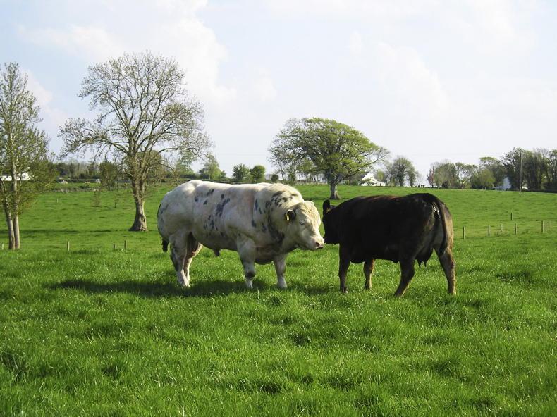 Bull purchase: looking after your investment