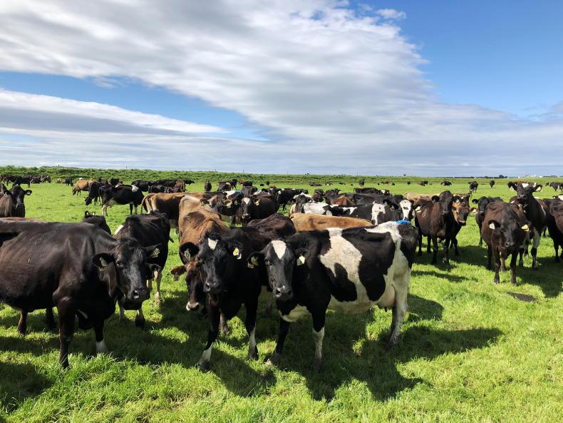 Shortfall of up to 6,000 dairy workers in New Zealand - Vimarsana News