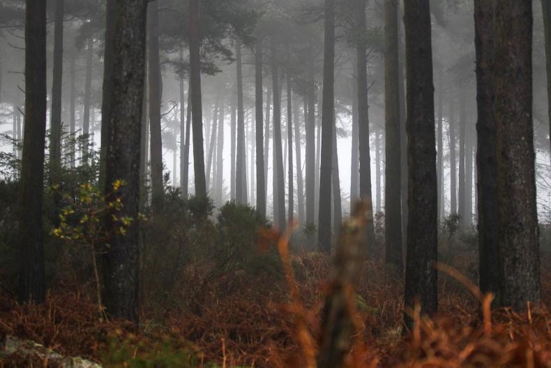 Afforestation by non-farmers three times greater than farmers - Vimarsana News