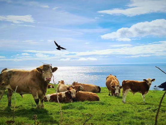 Farmer Writes: food for thought on future direction - Vimarsana News