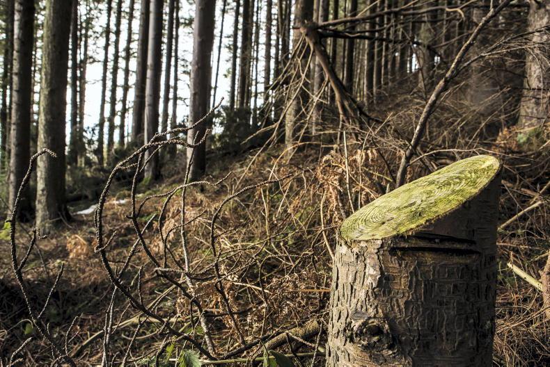 Forestry licensing targets are 'cotton soft' 09 February 2022 Free - Vimarsana News