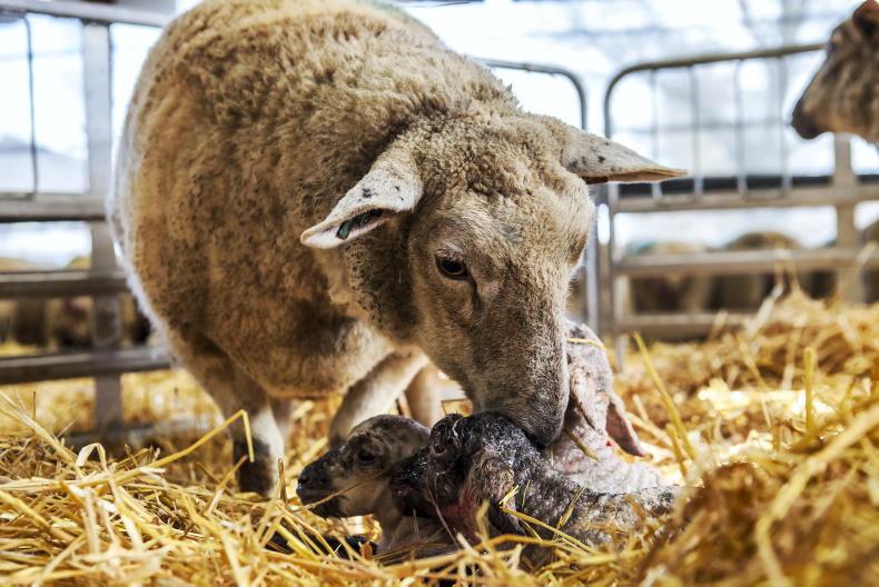 Livestock Spring Series – watch back all sessions here! 