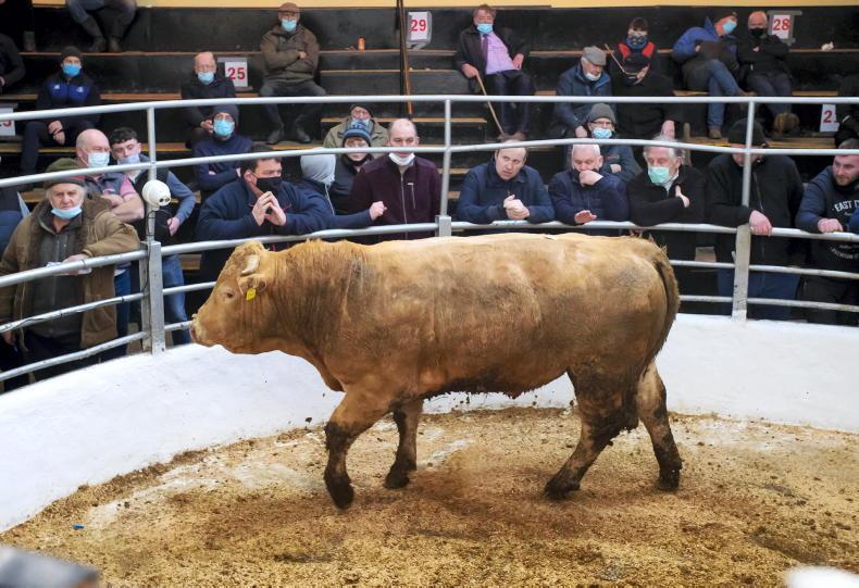 Camera at the Mart: beef heifers readily selling from €2.60/kg to €2.90/kg - Vimarsana News