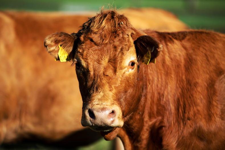 Ballyrobin Redbull tops the NI Limousin spring show and sale - Vimarsana News