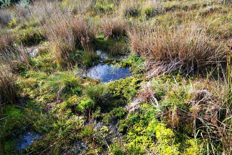 €10,500 agri-environmental scheme payments must not be limited – IFA - Vimarsana News