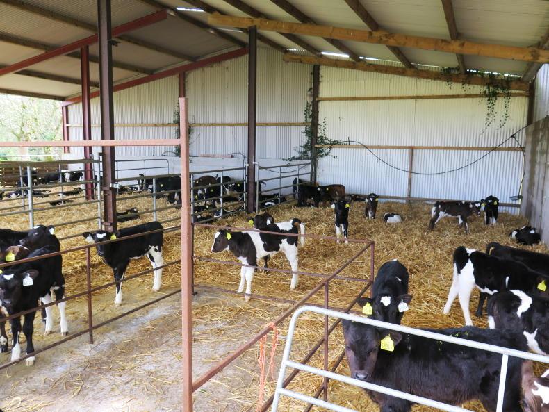 Dairy Management: calving problems and bad weather halting calf sales - Vimarsana News