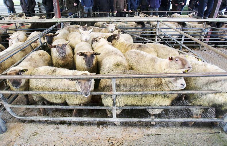 Sheep kill recorded at 55,618 head - Vimarsana News