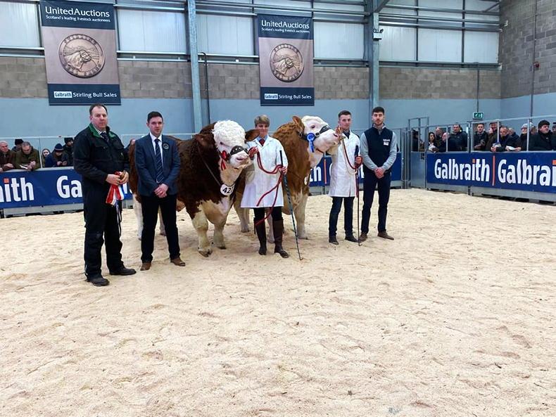 Irish genetics take championship honours at Stirling bull sales - Vimarsana News