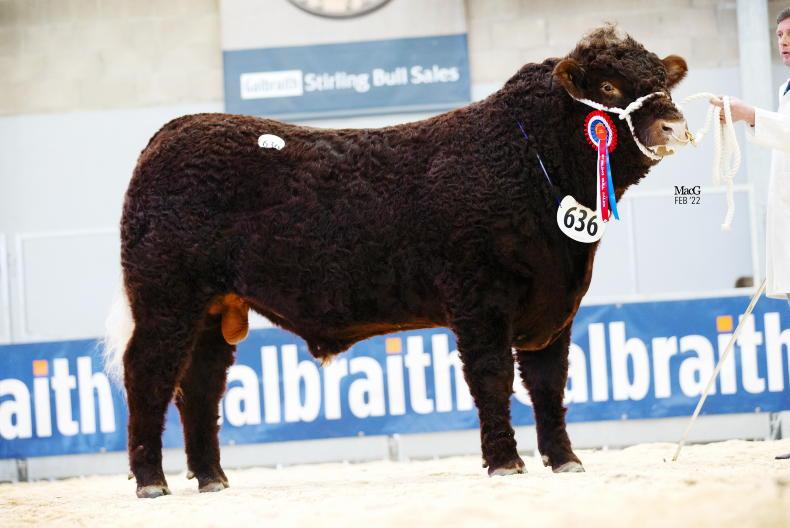 Stirling Salers top 8,000gns - Vimarsana News