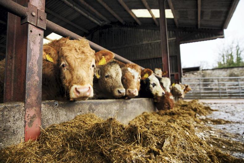 Almost 80,000 more beef cattle on farms aged 18 to 30 months - Vimarsana News