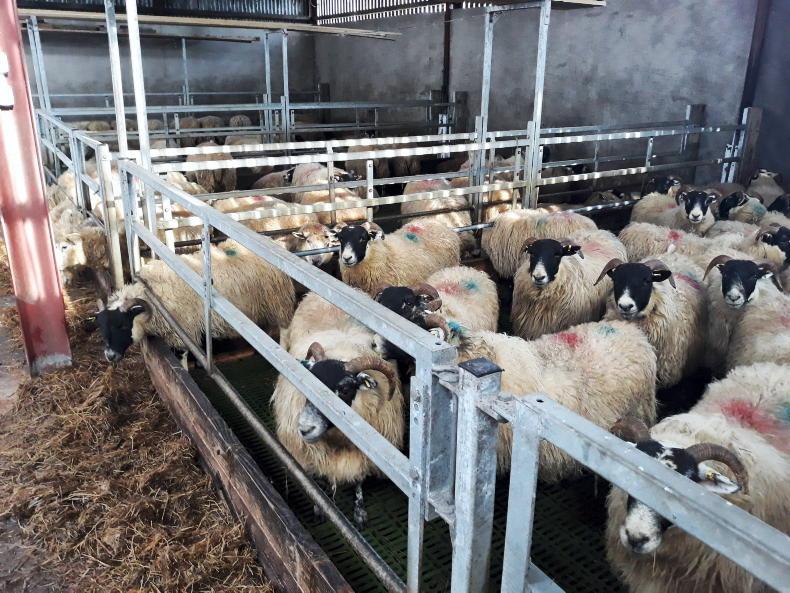 NI Sheep Programme: contrasting scanning performance for hill flocks - Vimarsana News