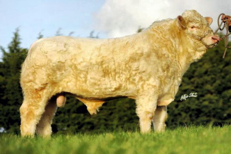 What's on in the pedigree world this week 23 February 2022 Free - Vimarsana News