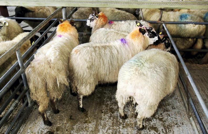 Sheep Watch: hoggets up €1 to €3 as cull ewes top €200/head - Vimarsana News