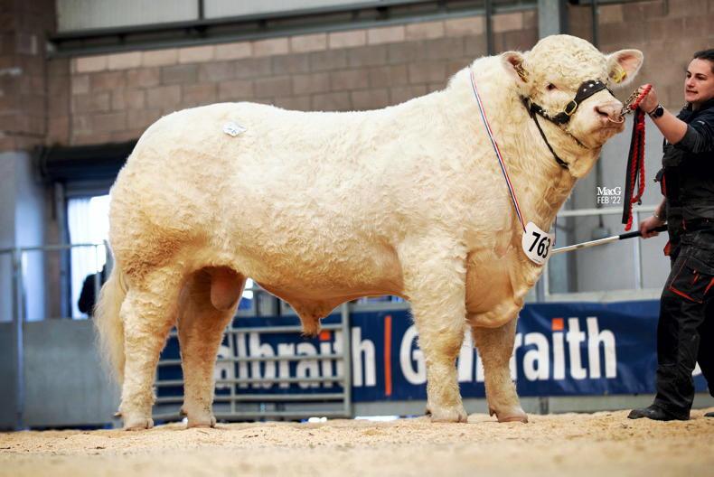 Ronaldinho scores in Scotland as Charolais average hits €10,000 in Stirling - Vimarsana News