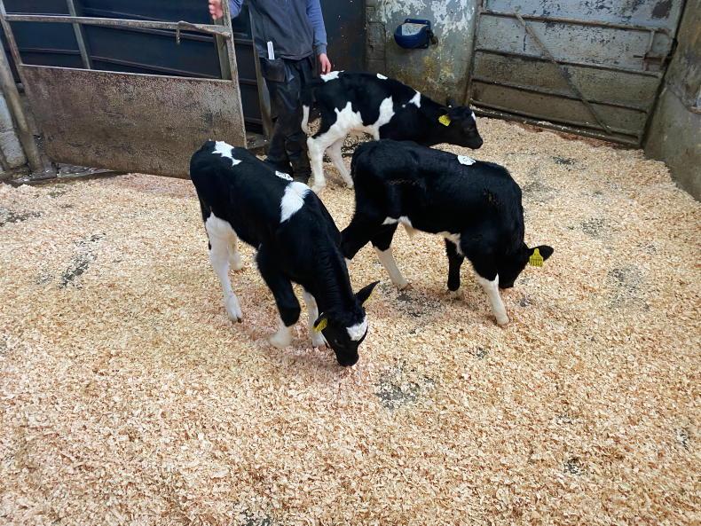 In pictures: younger calves an easier trade in Ballyjamesduff - Vimarsana News