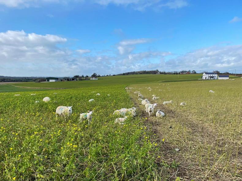 What's happening on the Footprint Farms? 02 March 2022 Free - Vimarsana News