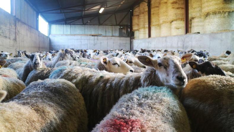 Maedi visna detected in Irish sheep flocks - Vimarsana News