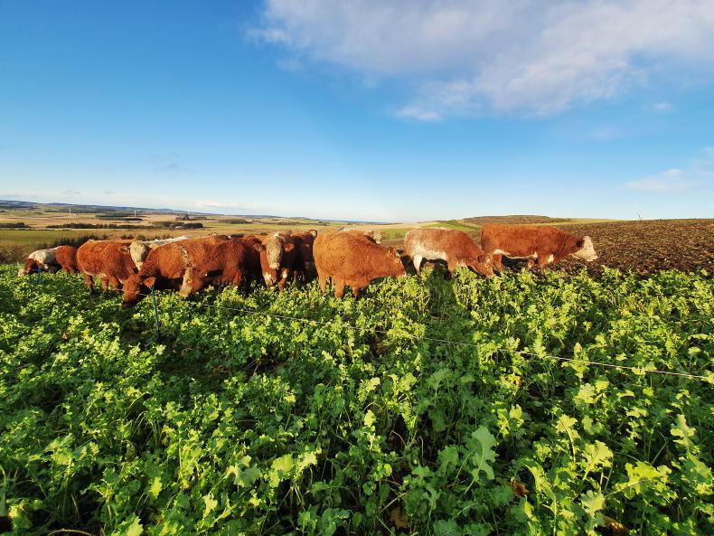What can Irish farmers do to de-risk the farm business - Vimarsana News