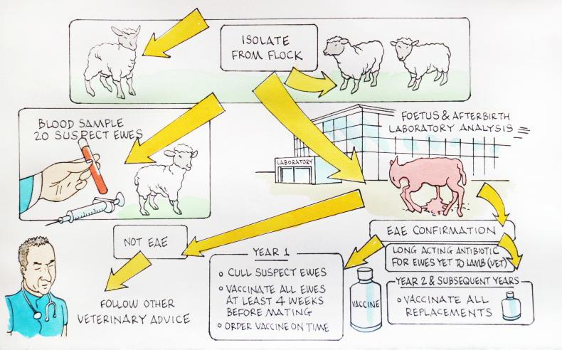 Sheep Management: post-mortem tips, dosing injuriea and NISP webinar - Vimarsana News