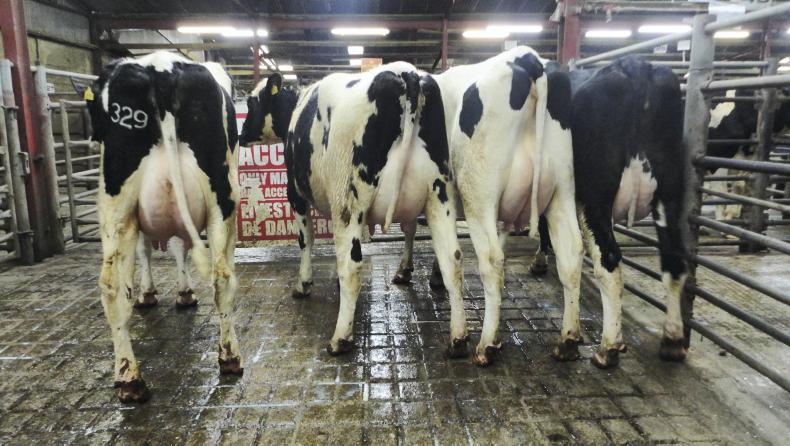 Strong demand for heifers at Donegal Friesian Breeders Club sale in Raphoe - Vimarsana News