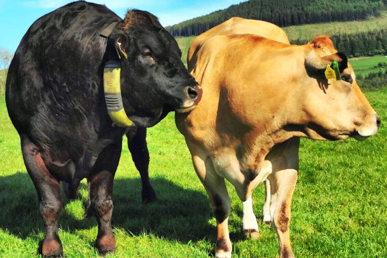 Getting prepared for breeding season - Vimarsana News