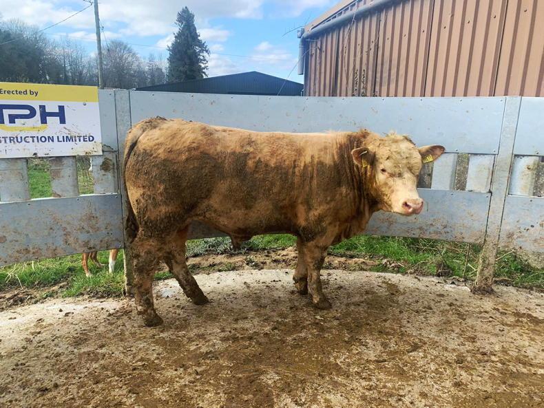 Commercial Beef Value: a new era for indexes