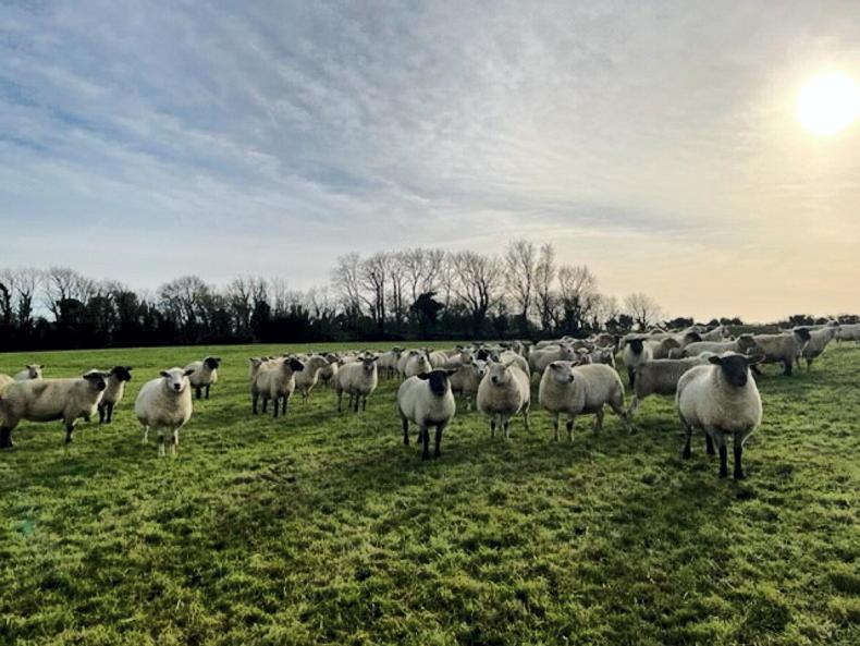 Is the grass greener in organic farming for our Footprint Farmers? - Vimarsana News