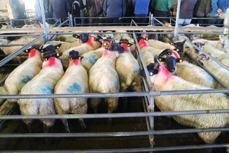 SheepWatch: increased demand lifts hoggets by €3 to €5 per head - Vimarsana News