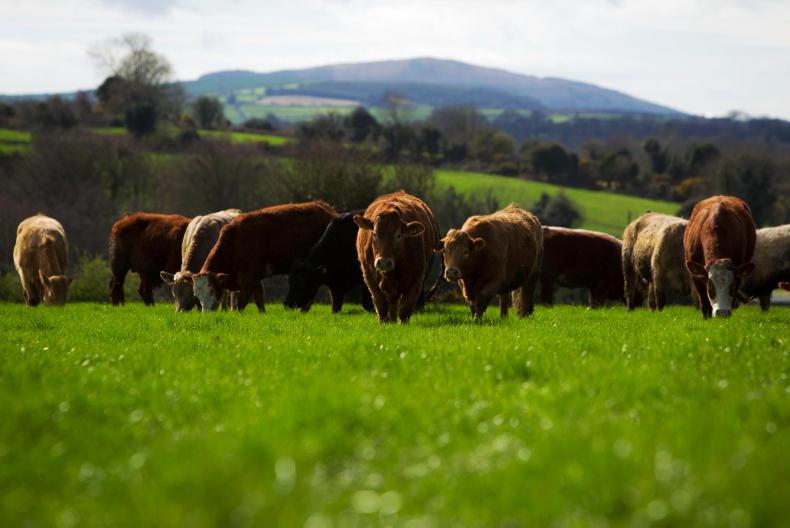 Beef price update: rapid turnaround from booking to slaughter - Vimarsana News