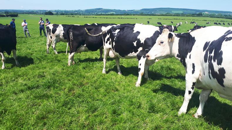 Award-winning Greenlawn herd production sale in Kerry on Saturday - Vimarsana News
