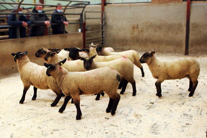 Is it too early for spring lambs? - Vimarsana News