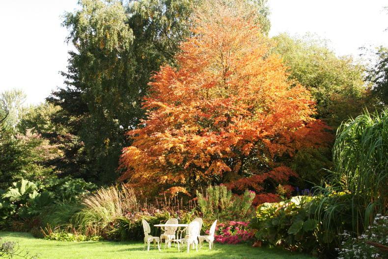 There’s a tree for every situation   