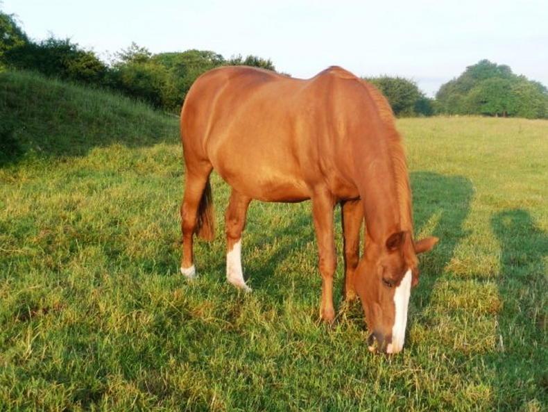 Young stallion focus: Mr Quincy B – a family affair 