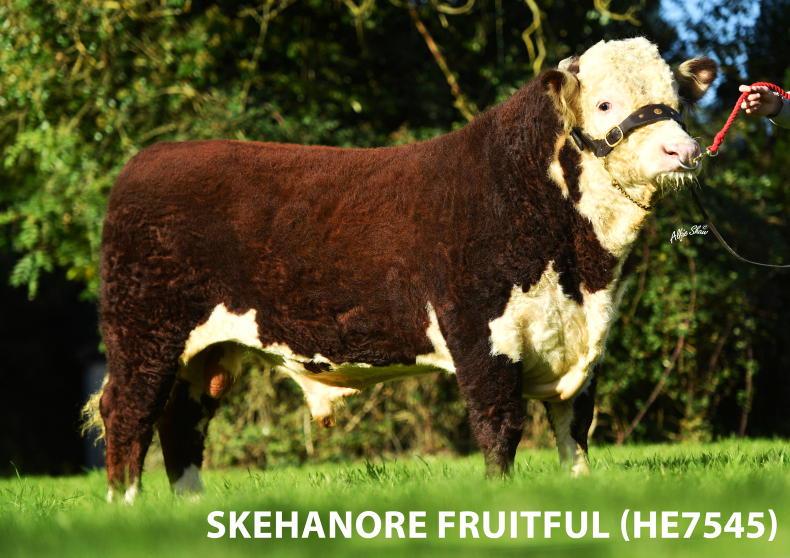 Irish Hereford Prime introduce new Beef Genetics Sustainability Programme - Vimarsana News