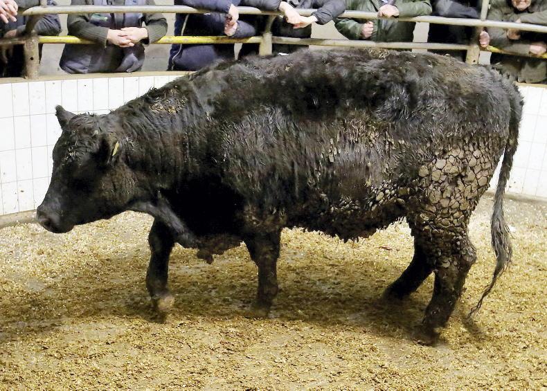 MartBids Database: easier trade for lighter, plainer cattle in marts - Vimarsana News