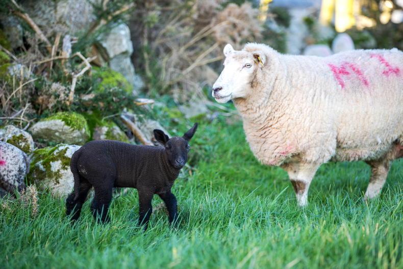 Over 40% of sheep farmers changing creep feeding plans - Vimarsana News
