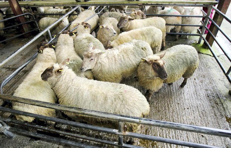 Sheep Watch: hogget prices up at least €2 to €3 per head - Vimarsana News