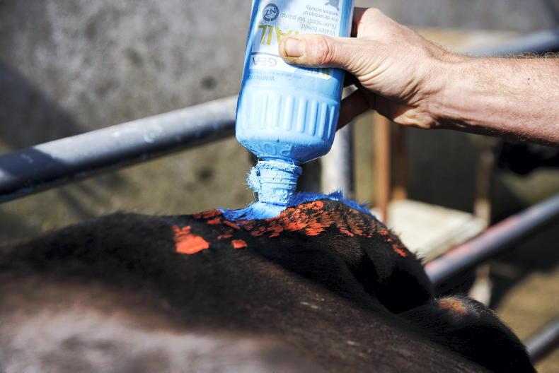 Preparing for a busy period on dairy farms - Vimarsana News