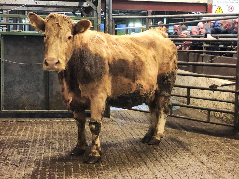 Watch: grass cattle on the rebound in Carrigallen - Vimarsana News