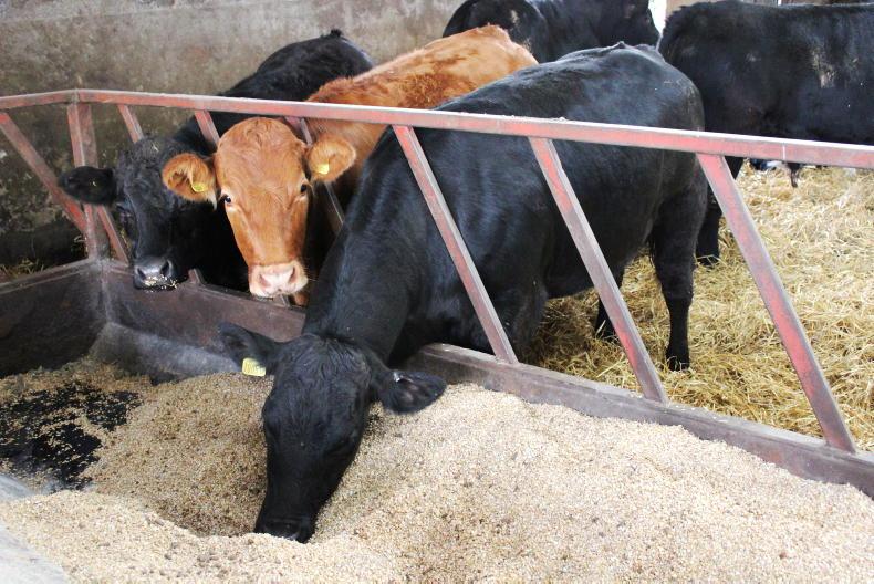 NI Trends: deals on offer as beef trade holds firm; hogget quotes jump 15p/kg - Vimarsana News