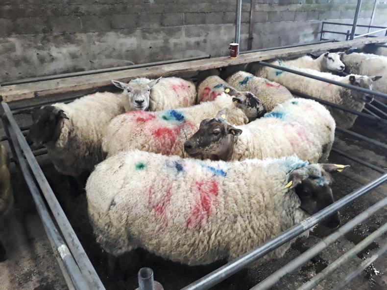 Cull ewes hit €300 per head - Vimarsana News